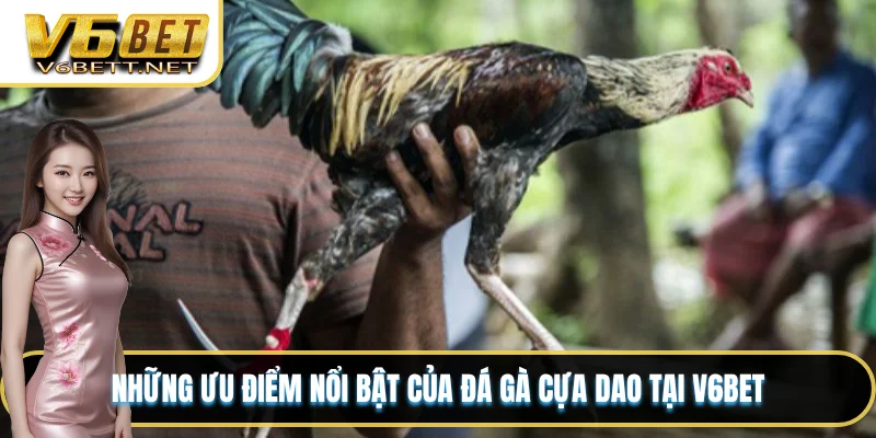 Đá Gà Cựa Dao V6BET - Sân Chơi Đỉnh Cao Nhất Thị Trường 3 Những ưu điểm nổi bật của đá gà cựa dao tại V6BET