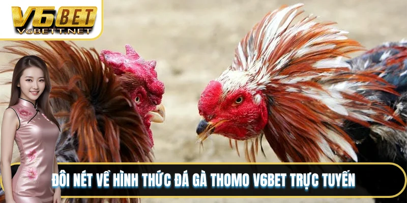 Đôi nét về hình thức đá gà Thomo V6BET trực tuyến