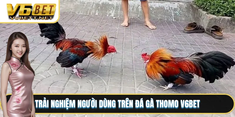 Trải nghiệm người dùng trên đá gà Thomo V6BET