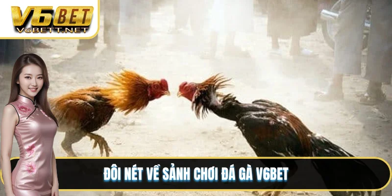 Đôi nét về sảnh chơi đá gà V6BET