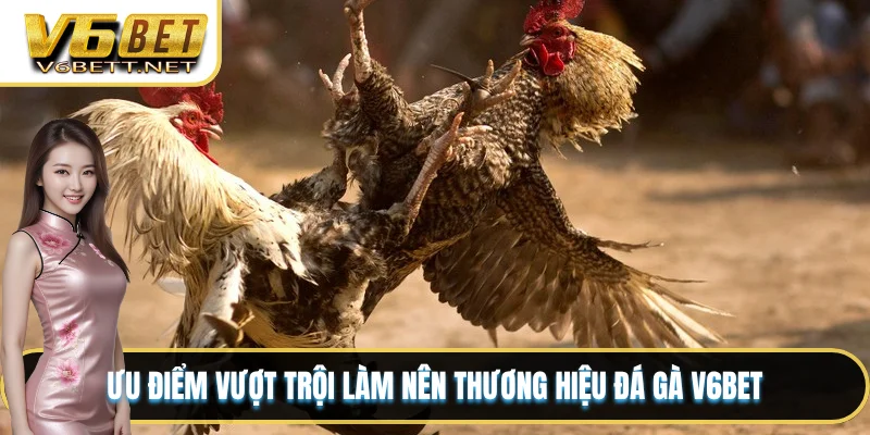 Ưu điểm vượt trội làm nên thương hiệu đá gà V6BET