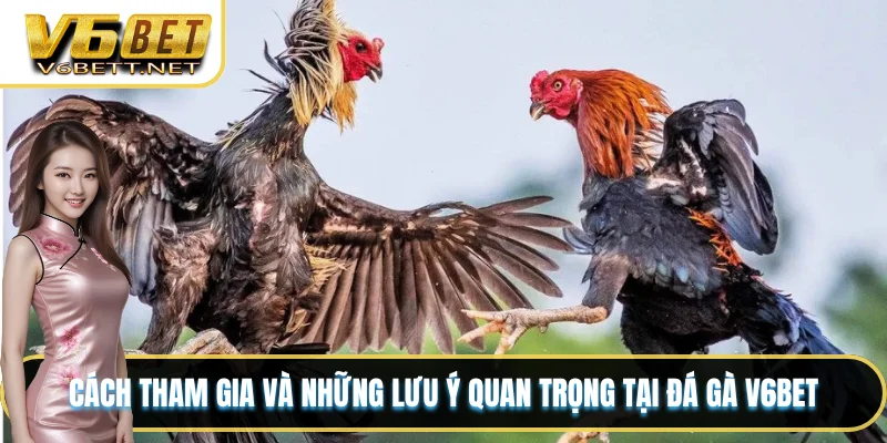Cách tham gia và những lưu ý quan trọng tại đá gà V6BET